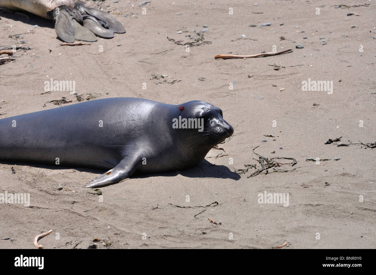Elephant seals colony during molting period, Piedras Blancas beach ...