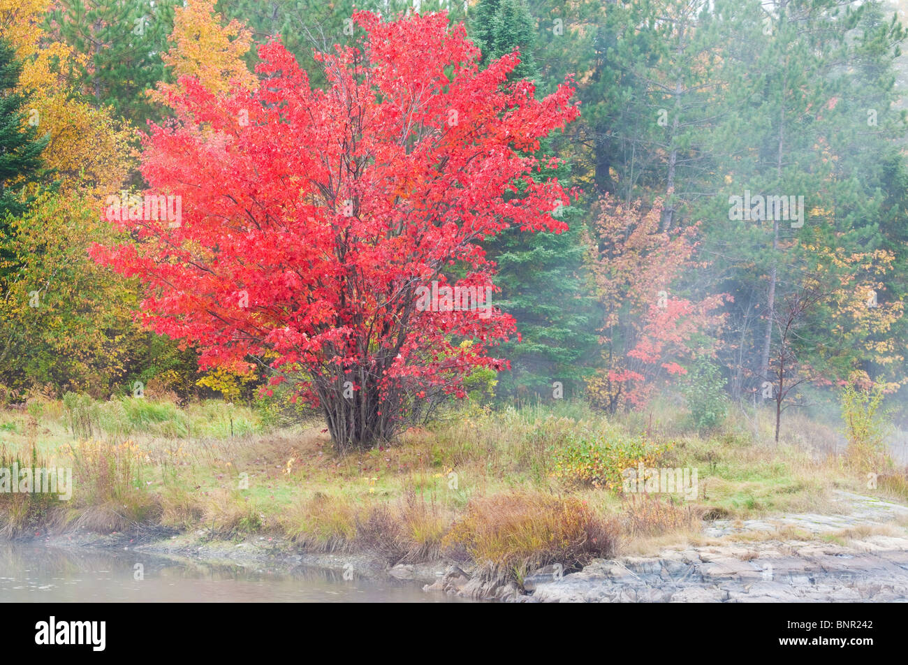 Red Maple in autumn at St. Poitier Lake, City of Greater Sudbury, Ontario, Canada. Stock Photo