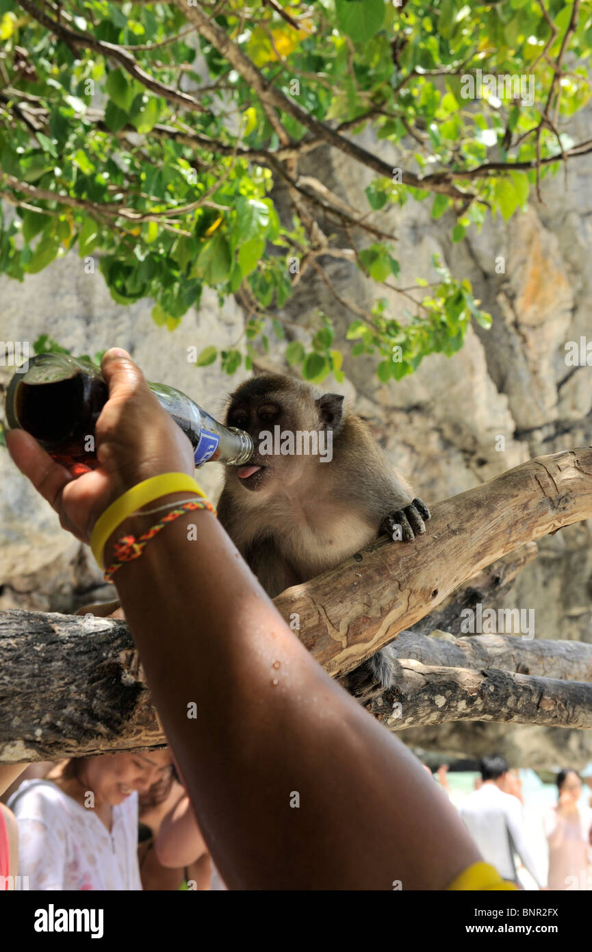 crazy monkey drinking pepsi at monkey beach,koh phi phi leh , phi phi islands,andaman sea , thailand Stock Photo