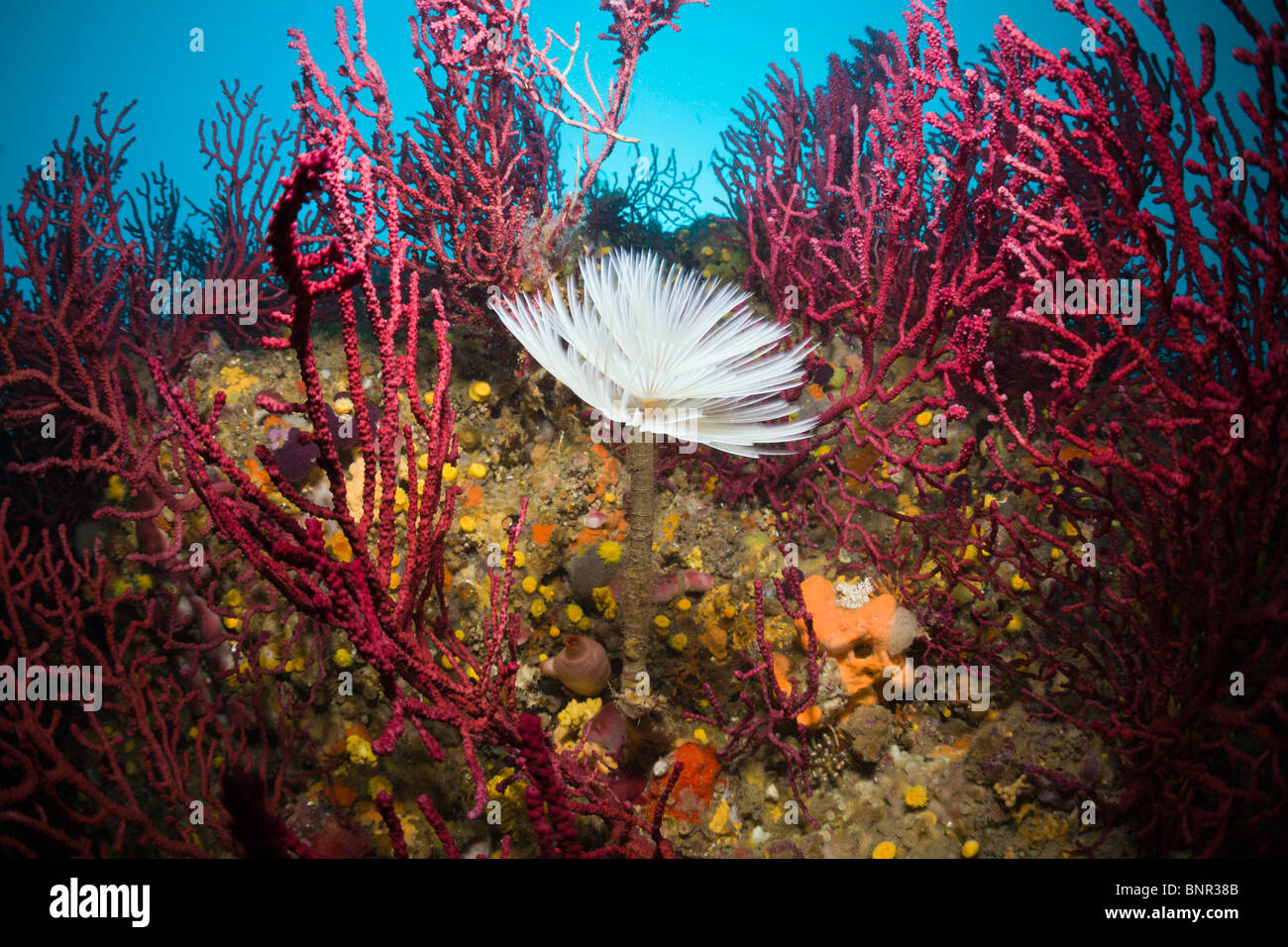 Spiral Tube Worm in Coral Reef, Spirographis spallanzani, Cap de Creus, Costa Brava, Spain Stock Photo
