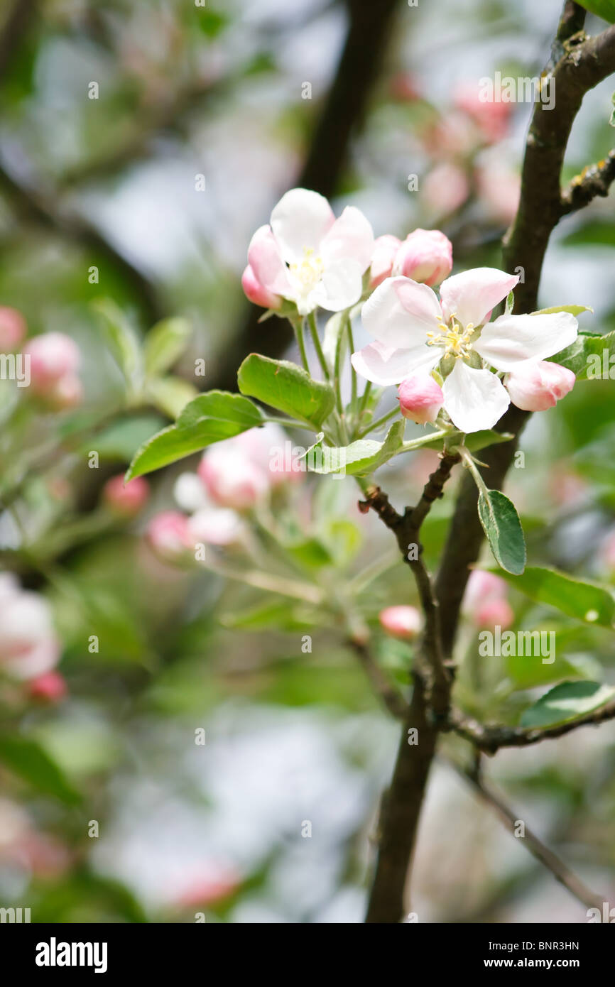 Apple tree garden border hi-res stock photography and images - Alamy