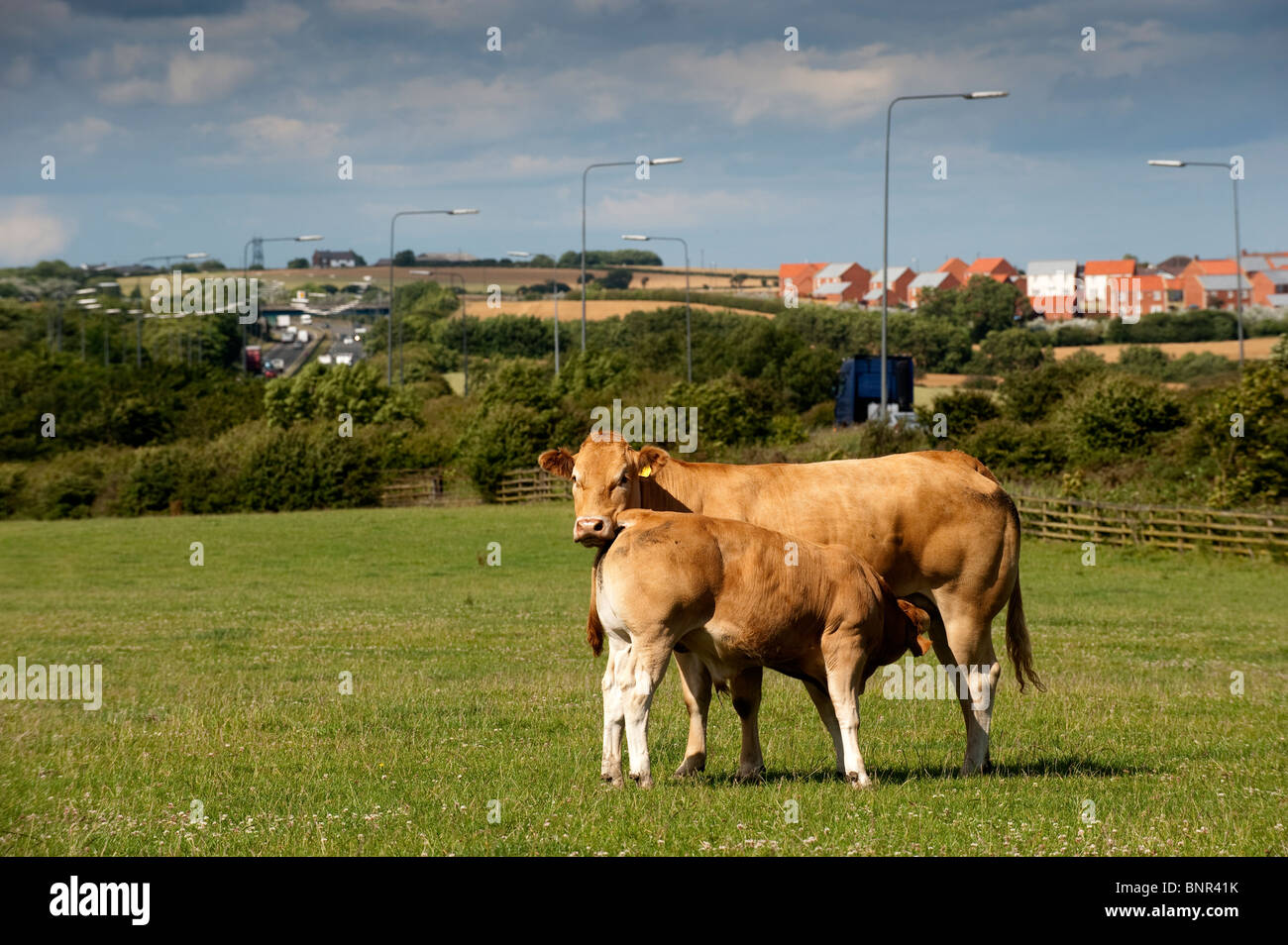 Cattle in field on the edge of town, showing urban / rural divide Stock Photo
