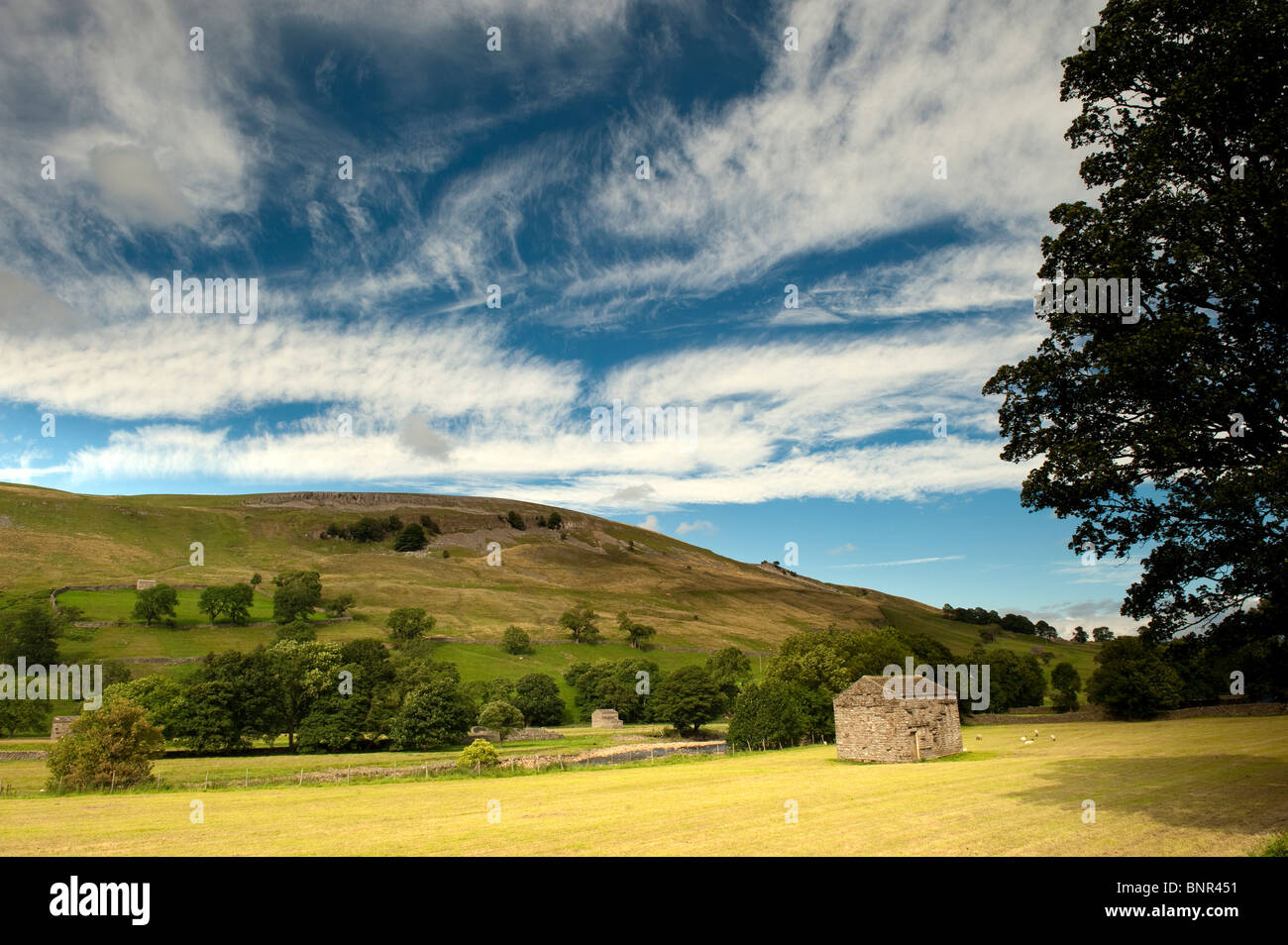 Dales Barn in newly harvested meadow, looking up Crackpot Ghyll on the River Swale Stock Photo