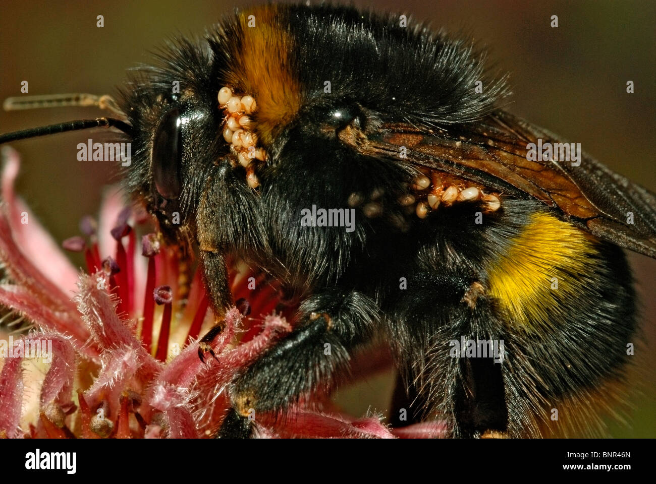 Bumble Bee infested with parasitic mites. Stock Photo