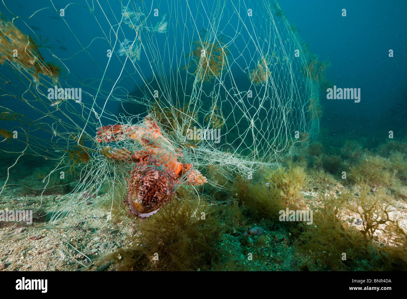 Fishermеn drag and trawls the fishing net with fish in the river, Astrakhan  Region, Russia Stock Photo - Alamy