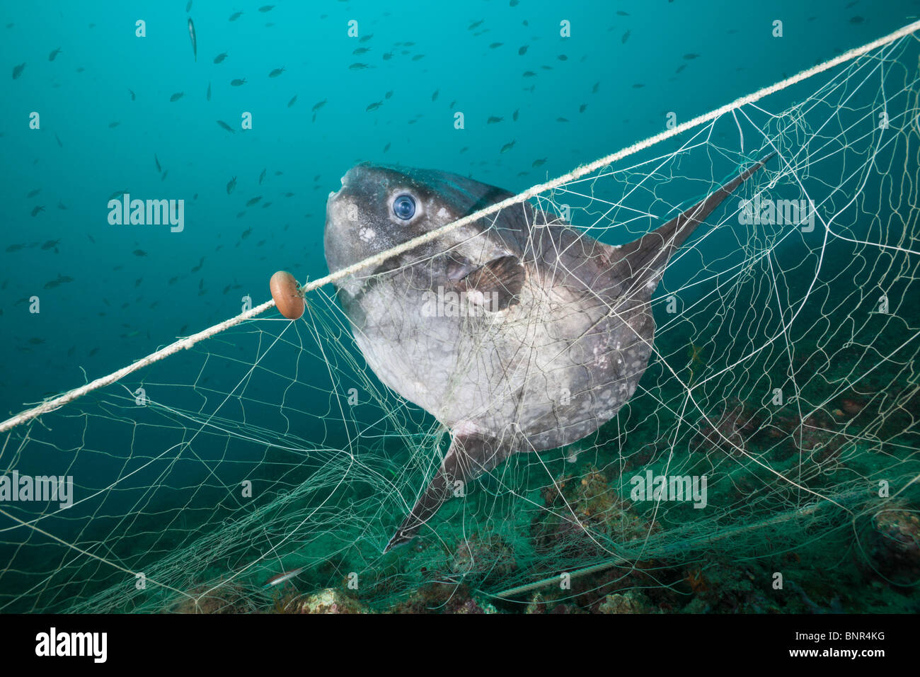 Sunfish trapped in lost Fishing Net, Mola mola, Cap de Creus, Costa Brava, Spain Stock Photo