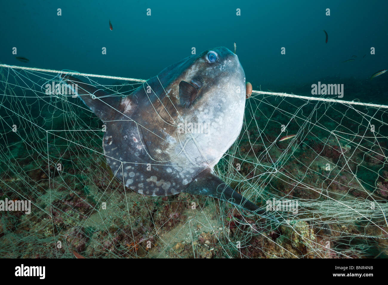 Sunfish trapped in lost Fishing Net, Mola mola, Cap de Creus, Costa Brava, Spain Stock Photo