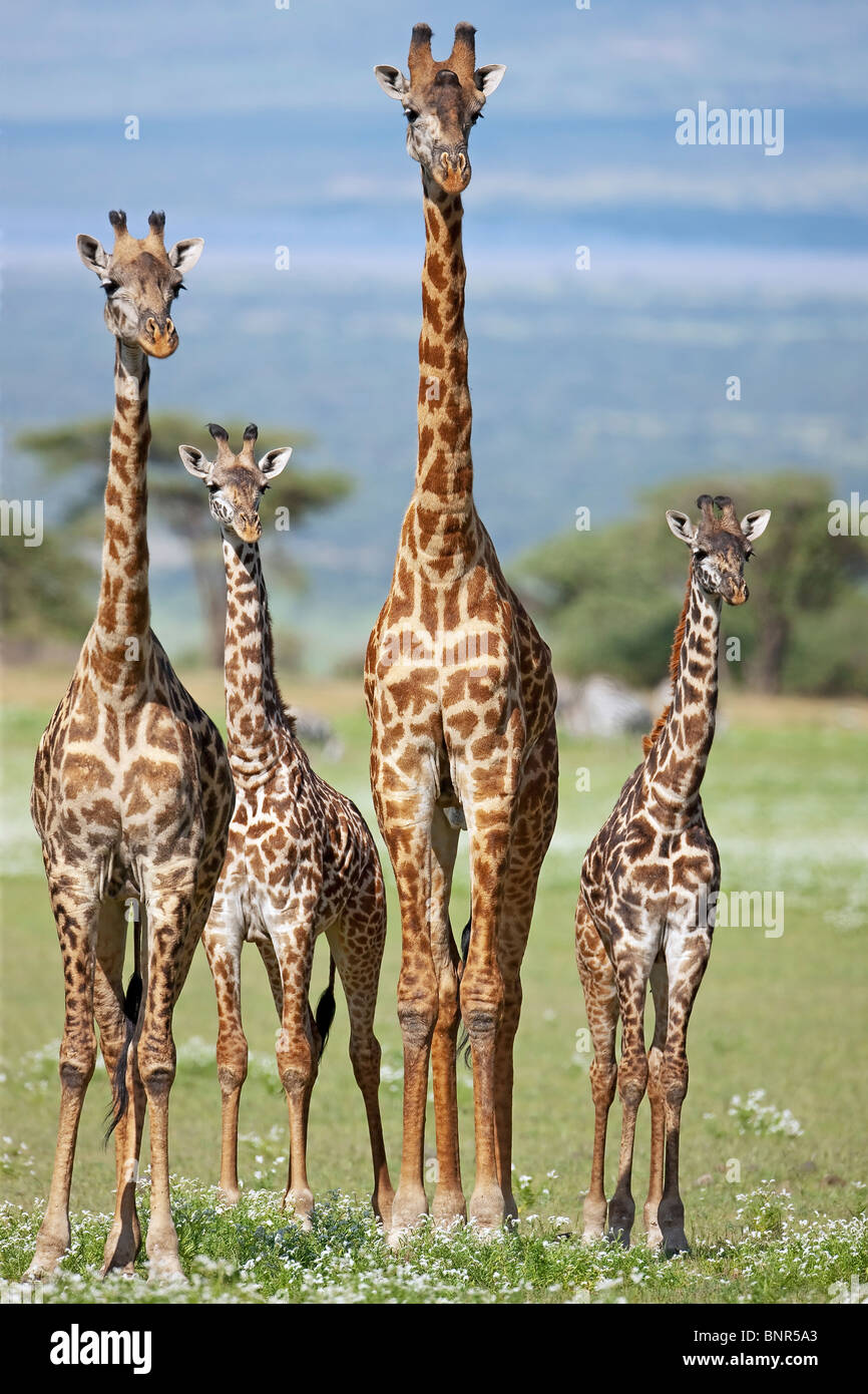 Giraffe herd at Serengeti, Tanzania Stock Photo