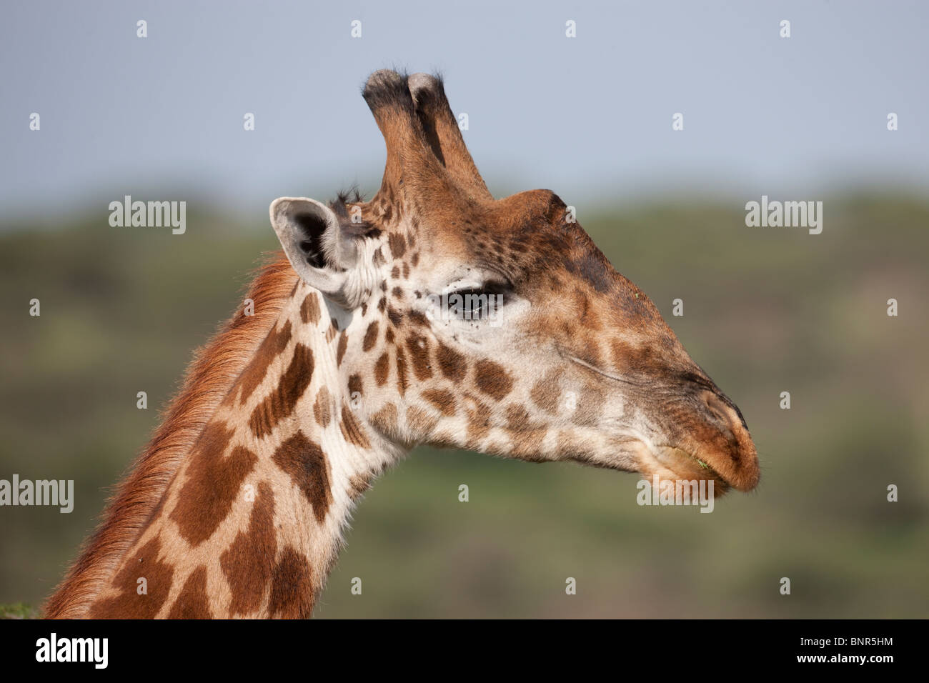 Giraffe close-up portrait, Serengeti, Tanzania Stock Photo