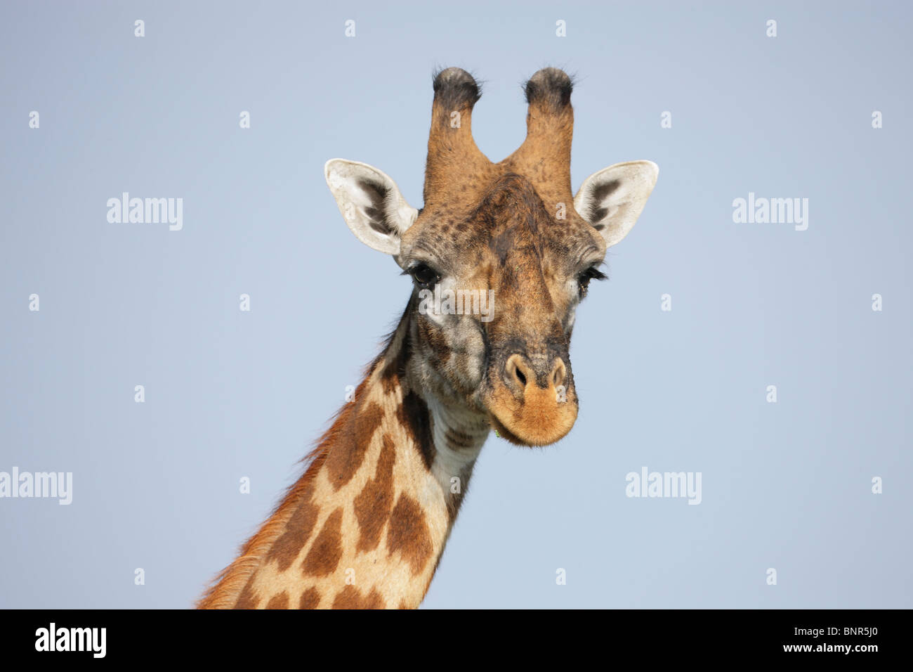 Giraffe close-up portrait, Serengeti, Tanzania Stock Photo