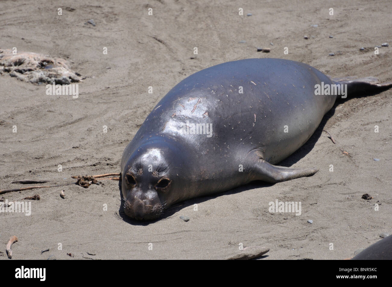 Elephant seals colony during molting period, Piedras Blancas beach ...