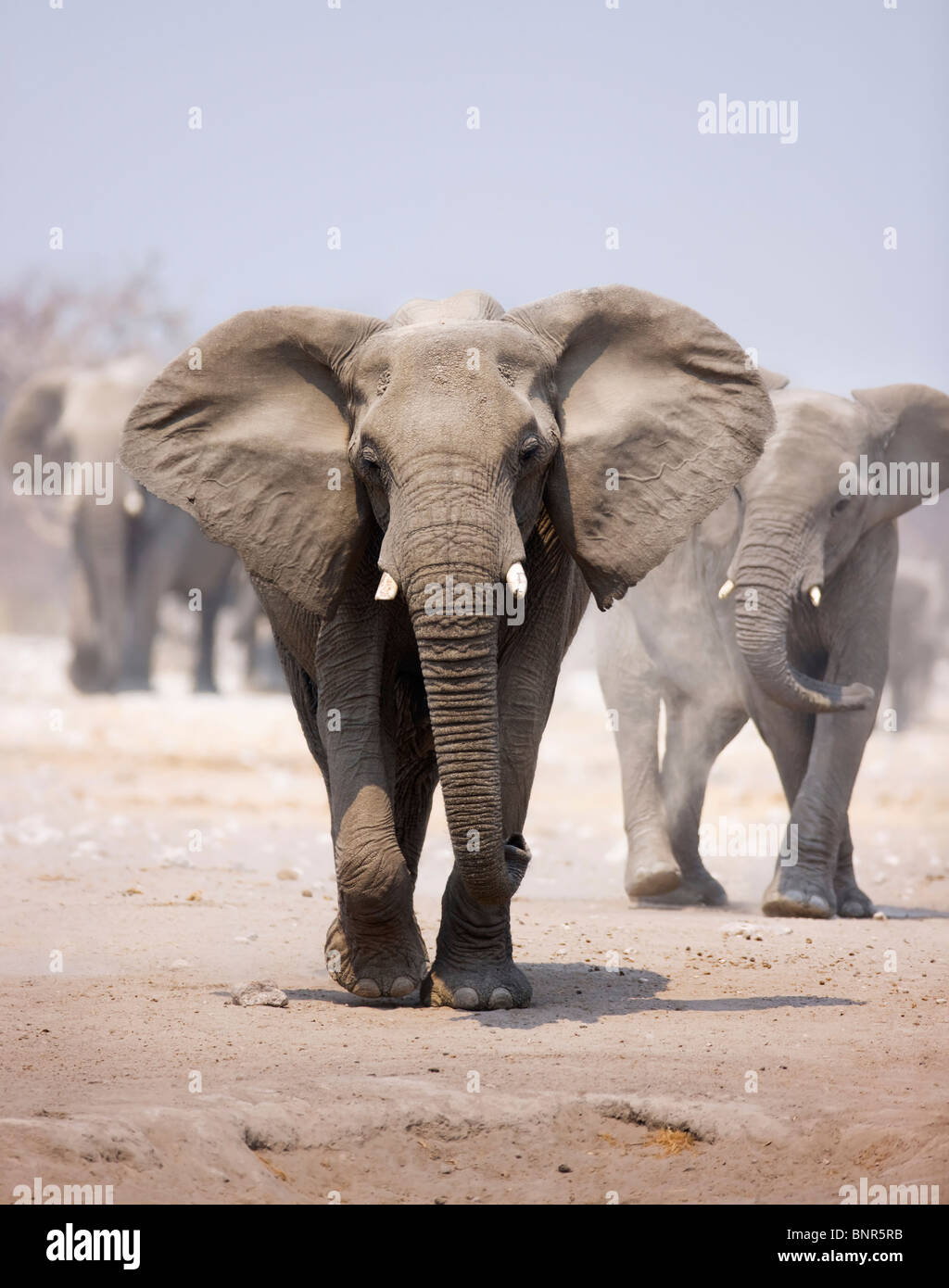Elephant approaching over dusty sand with herd following in background (Etosha desert) Stock Photo
