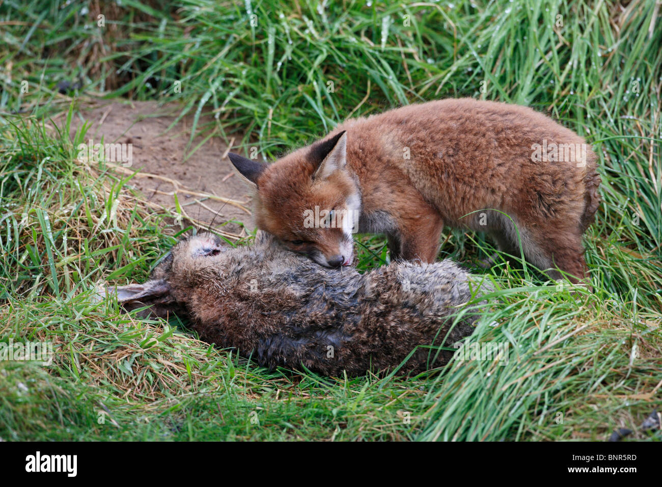 Arctic Fox Eating A Rabbit
