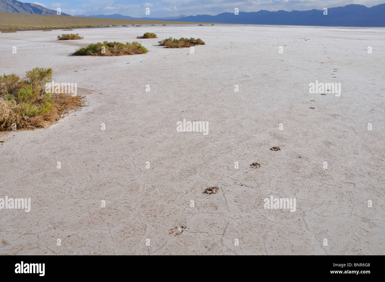 Animal footprints, Death Valley salt flats, California, USA Stock Photo