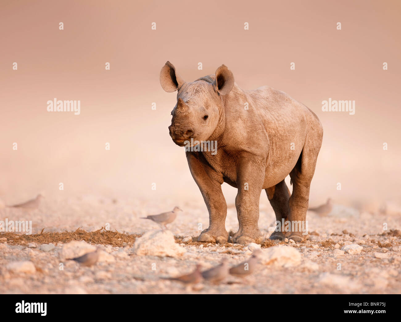 Baby Black Rhinoceros standing alone on salty plains of Etosha (Namibia) Stock Photo