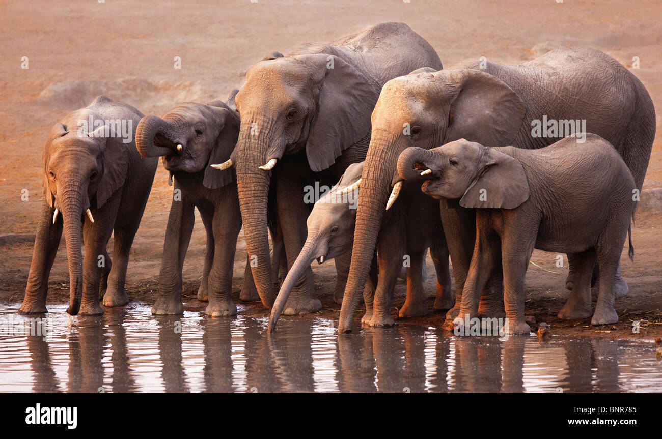 Elephant herd drinking at a waterhole in Etosha desert (Loxodonta Africana) Stock Photo