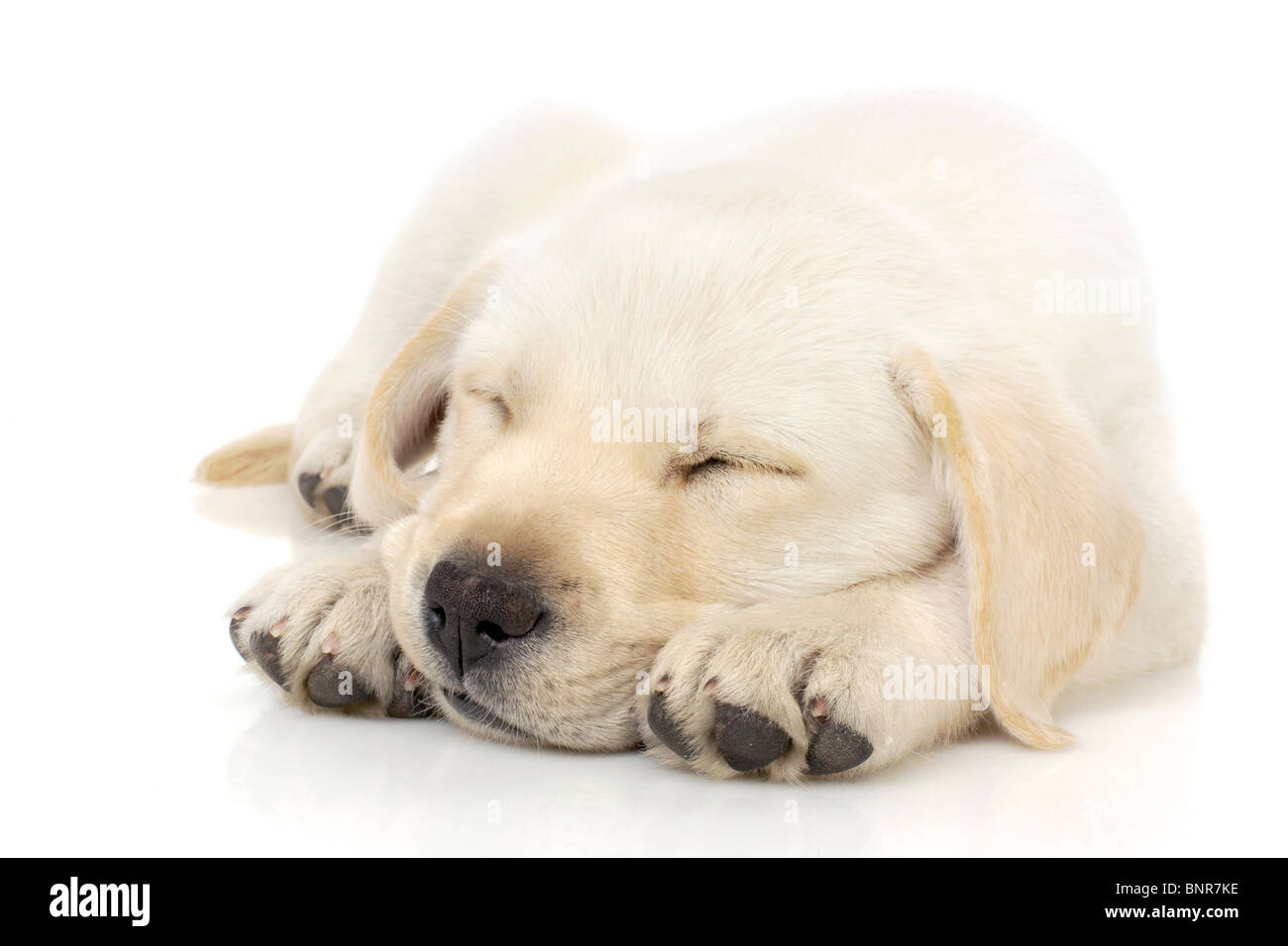 Sleeping Labrador retriever puppy Stock Photo