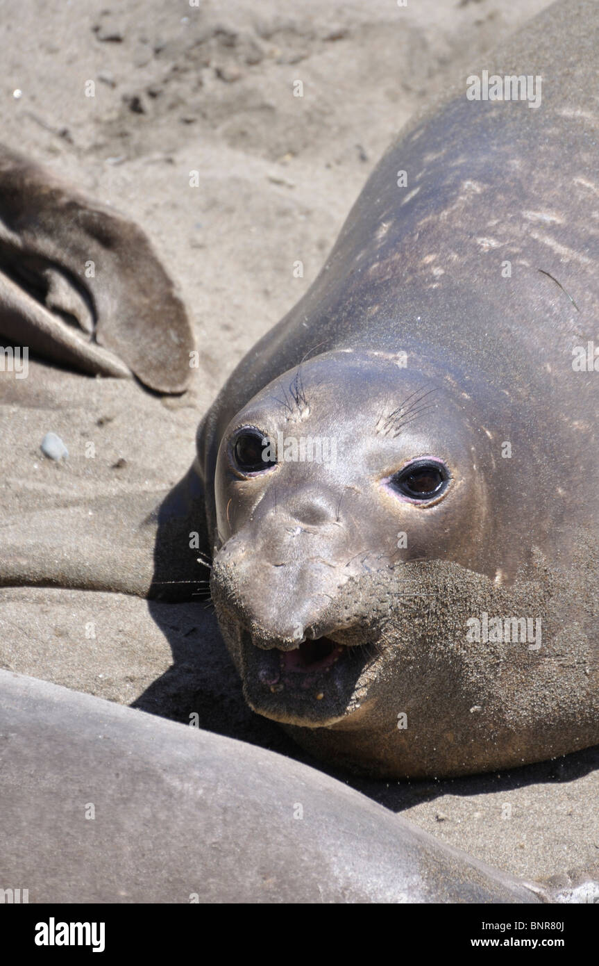 Elephant seals (Mirounga angustirostris), Piedras Blancas beach ...