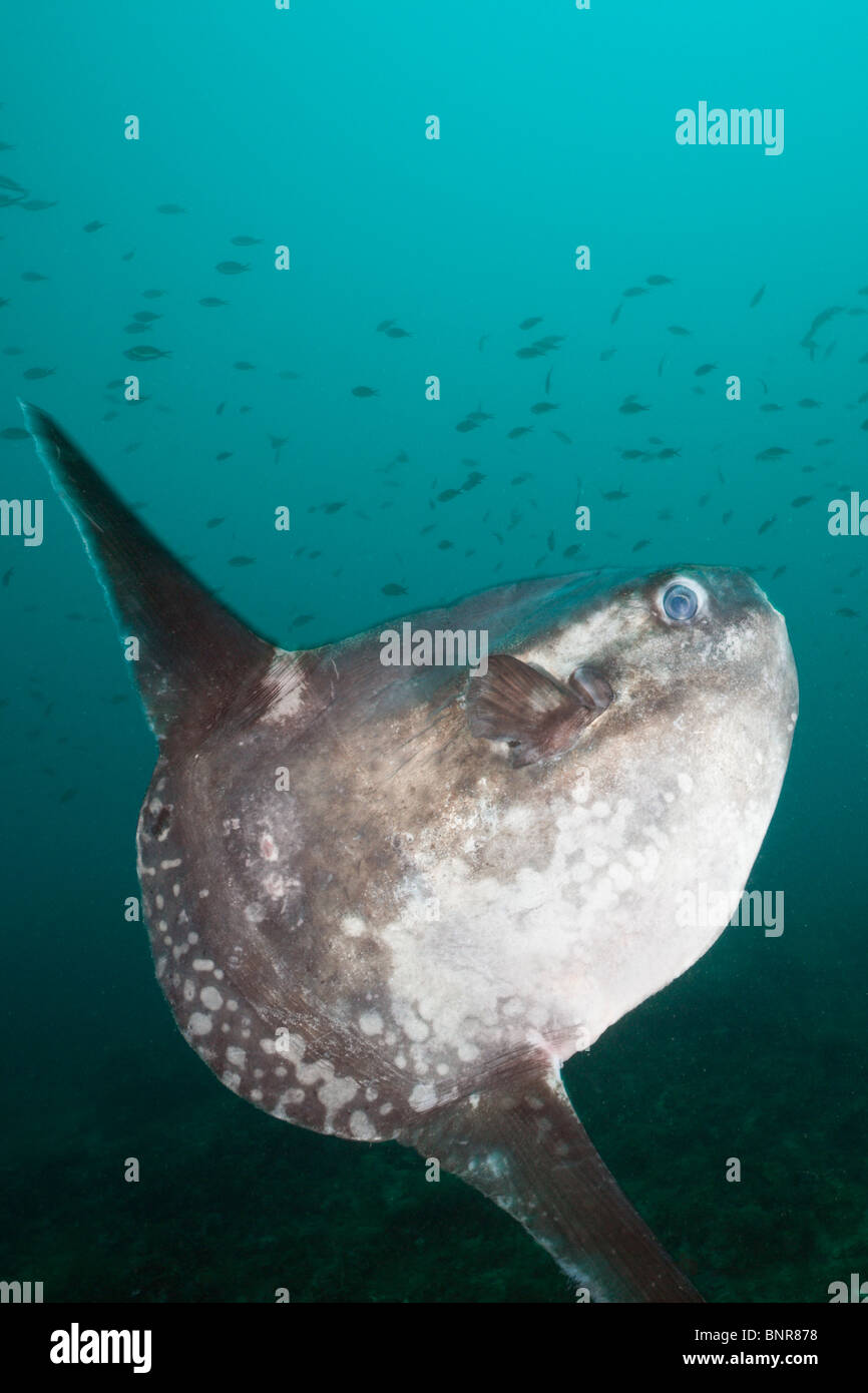 Sunfish, Mola mola, Cap de Creus, Costa Brava, Spain Stock Photo