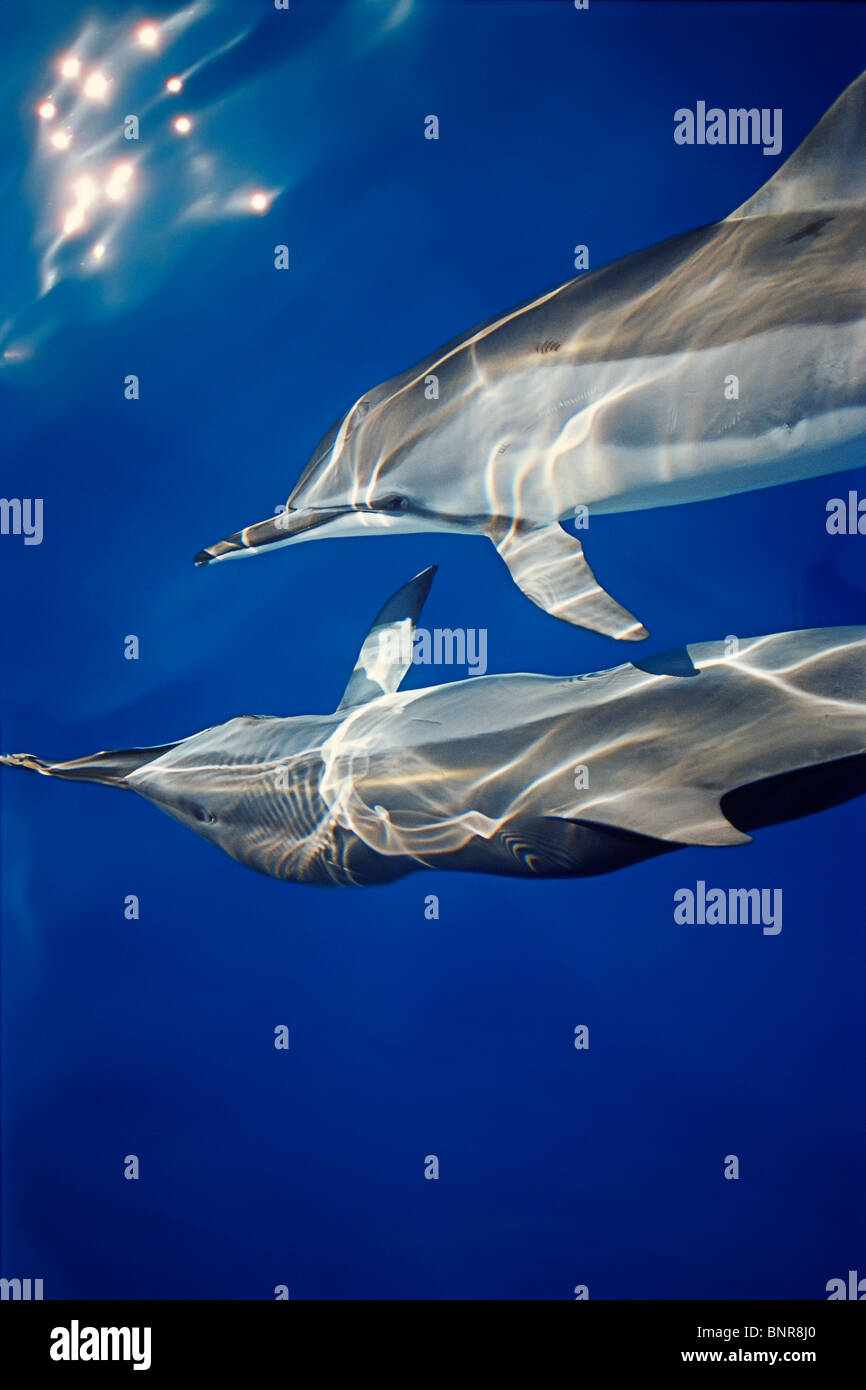 Hawaiian spinner dolphins, Stenella longirostris longirostris, communicating with pectoral fins while bow-riding Stock Photo