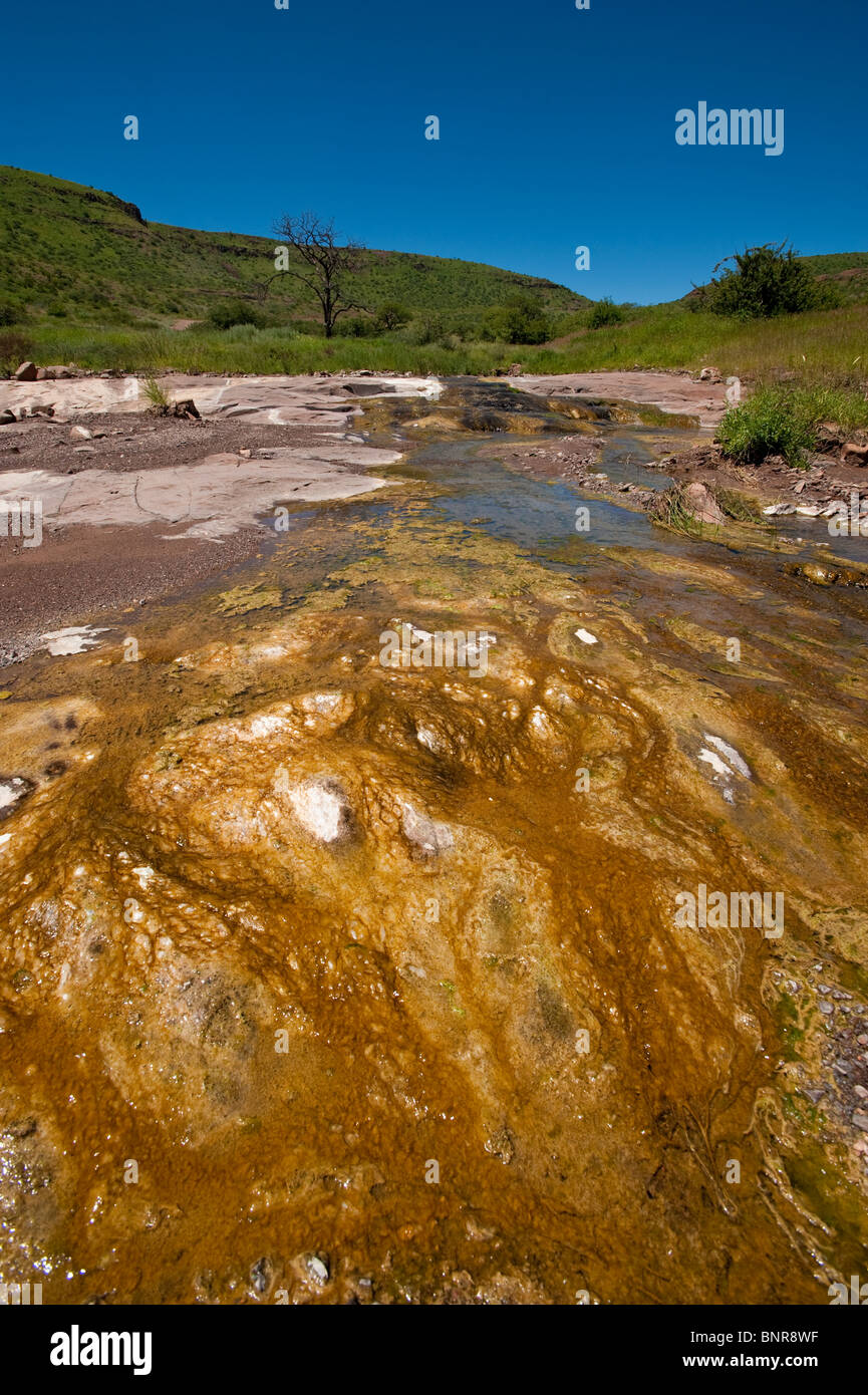 Algae in a river bed near Palmwag in Namibia Stock Photo