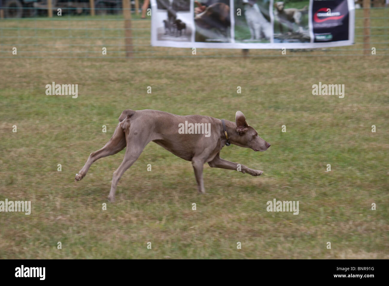 Gundogs Retrieving dummy quarry at a trial at the CLA Game Show Stock Photo