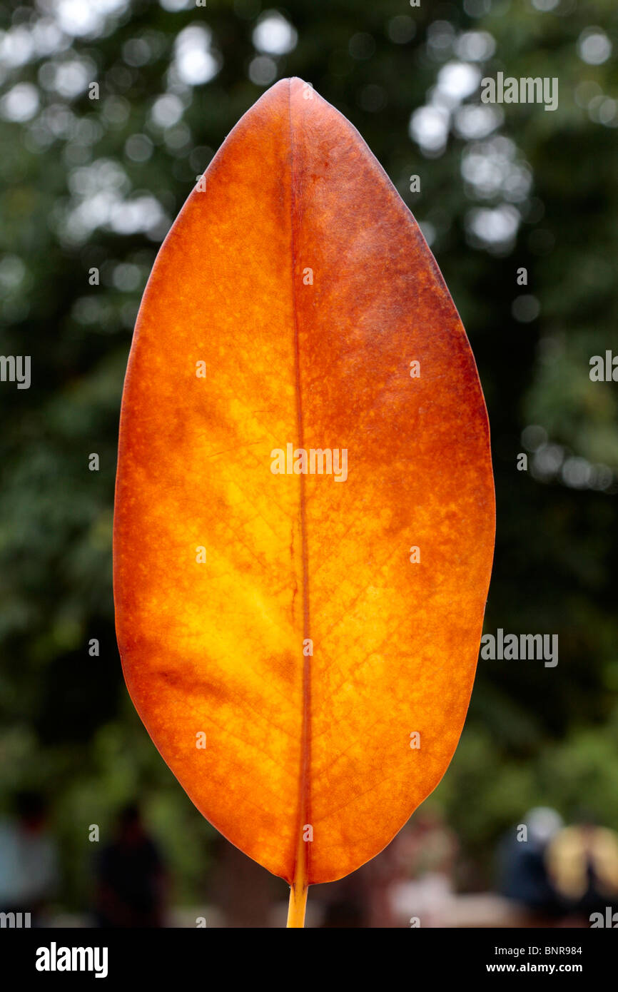 Gold coloured leaves hi-res stock photography and images - Alamy