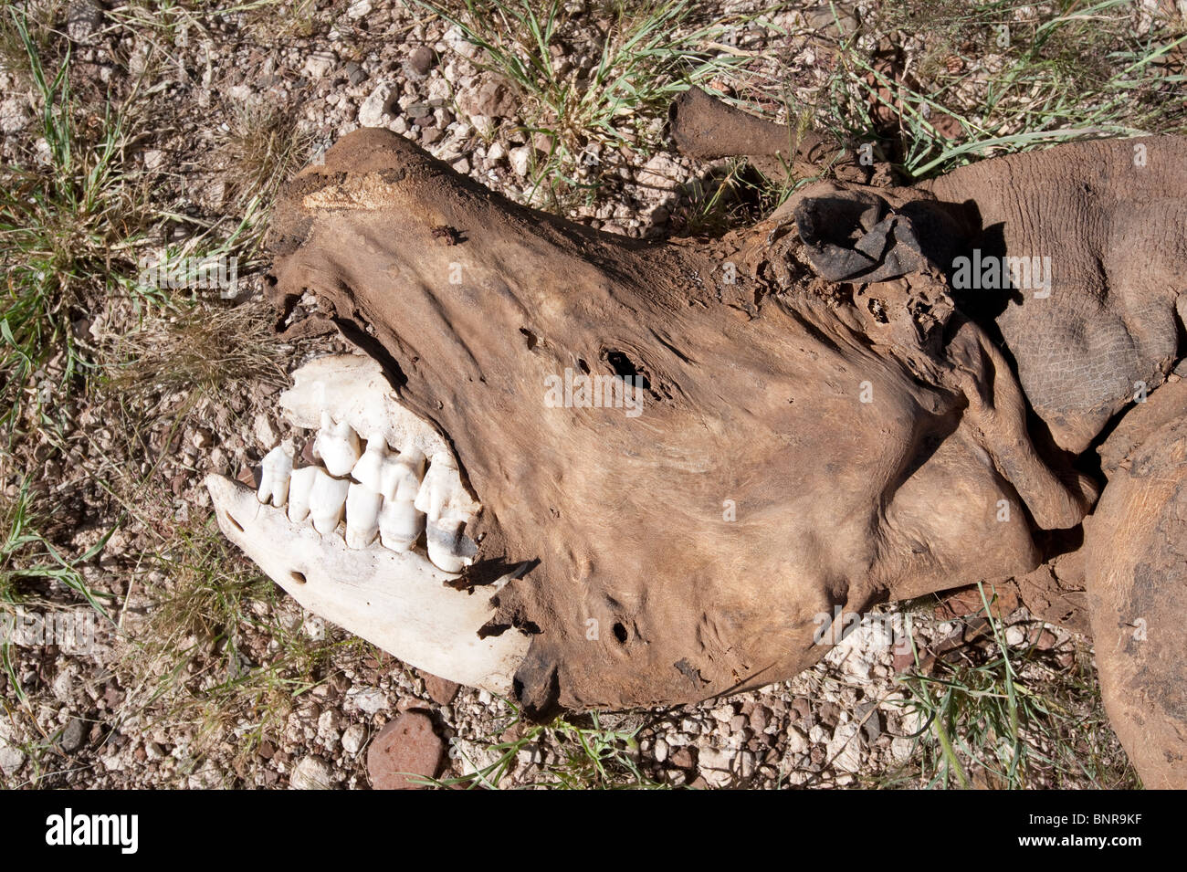 Poached Black Rhino the horn removed Palmwag Conservation Area Namibia Stock Photo