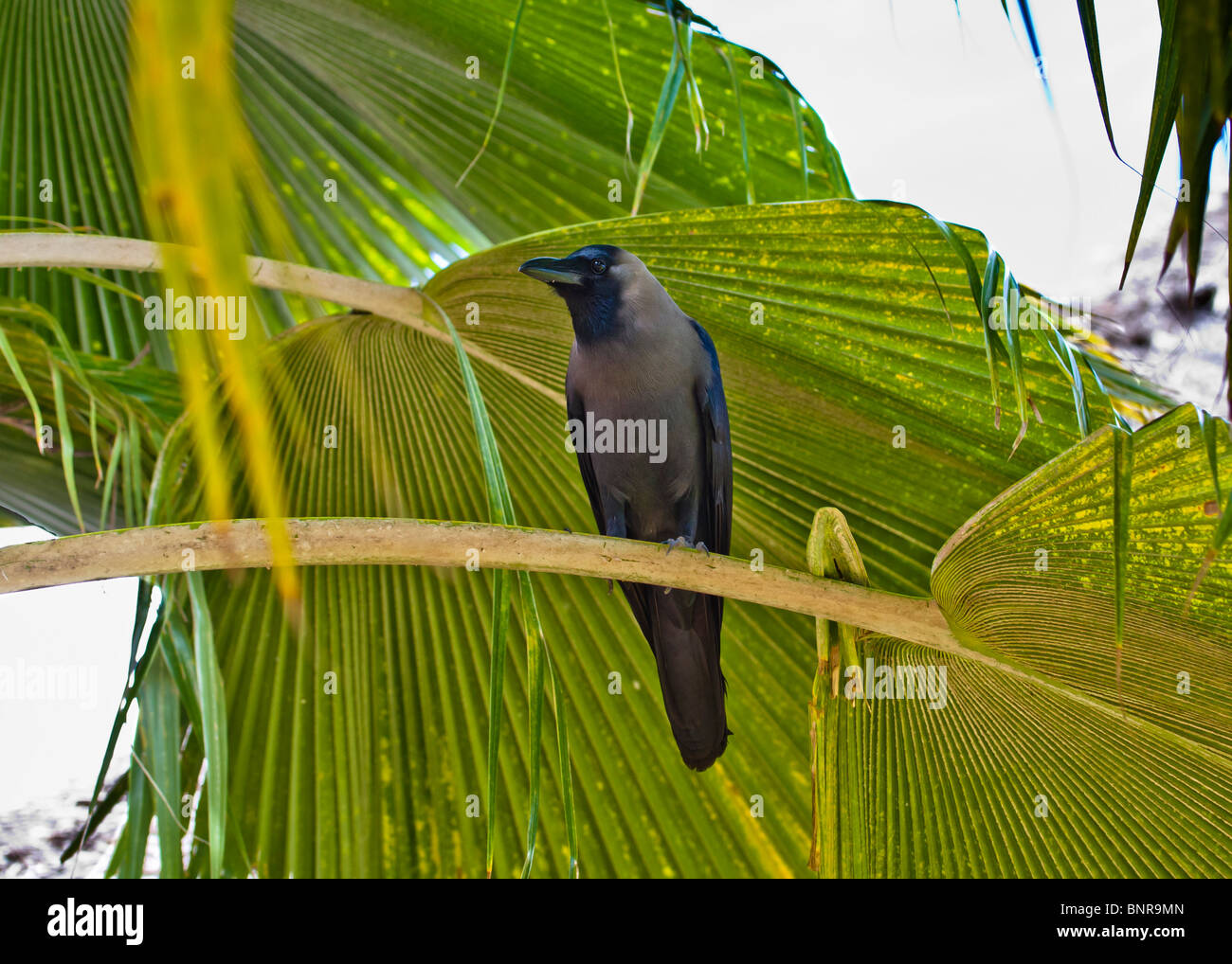 Indian House Crow (Corvus splendens), Blue Bay Resort, Zanzibar, Sept 2007 Stock Photo