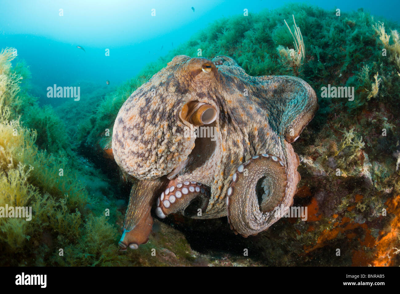 Common Octopus over Reef, Octopus vulgaris, Cap de Creus, Costa Brava, Spain Stock Photo