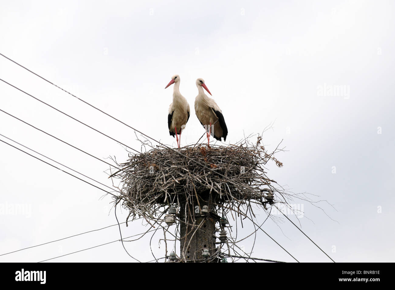 the-white-storks-ciconia-ciconia-in-nest-on-pole-mazovia-region-in