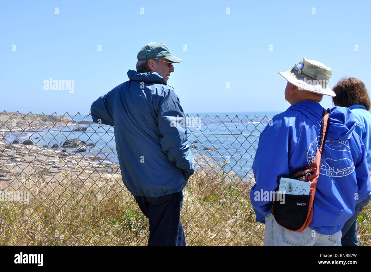 European tourists watching elephant seals - Mirounga angustirostris - Piedras Blancas beach, California, USA Stock Photo
