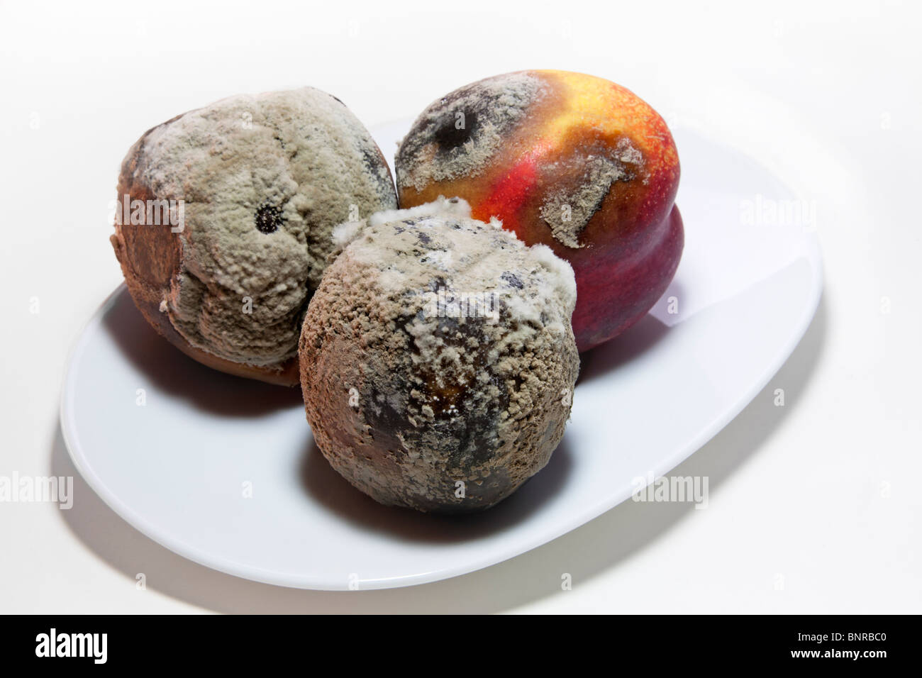 Penicillium fungus mold High Resolution Stock Photography and Images