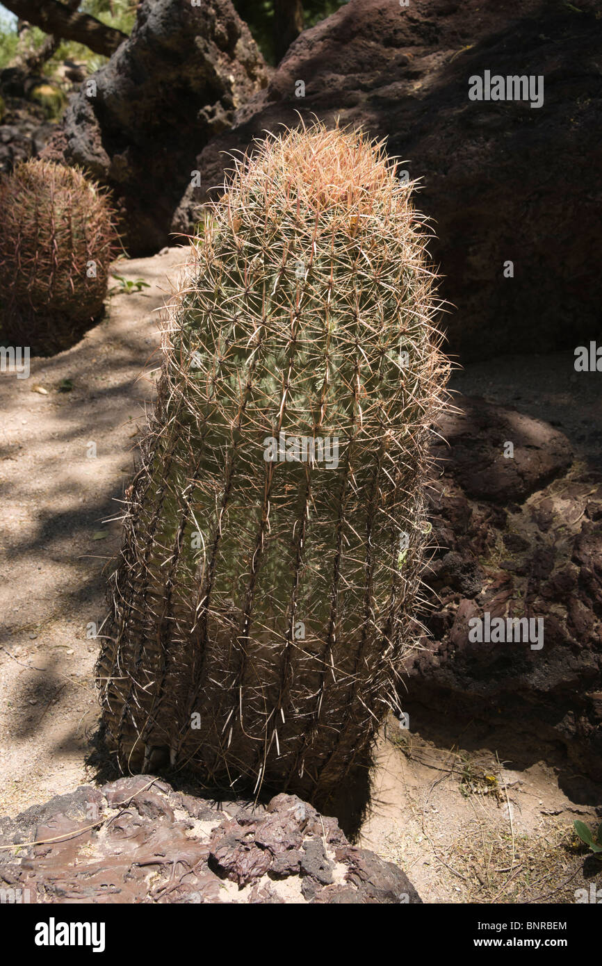 USA Nevada - Henderson, Las Vegas, Ethel M Chocolate Factory cactus garden. Stock Photo