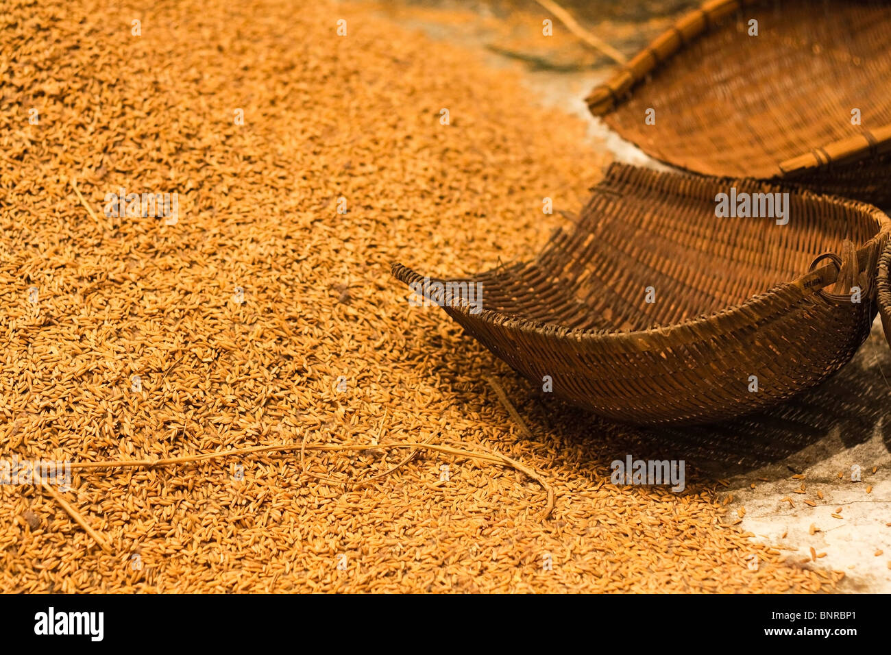 Unhusked rice hi-res stock photography and images - Alamy