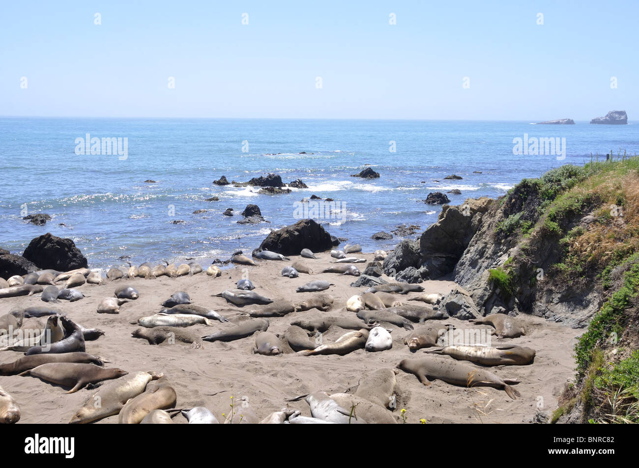 Elephant seals (Mirounga angustirostris), Piedras Blancas beach ...