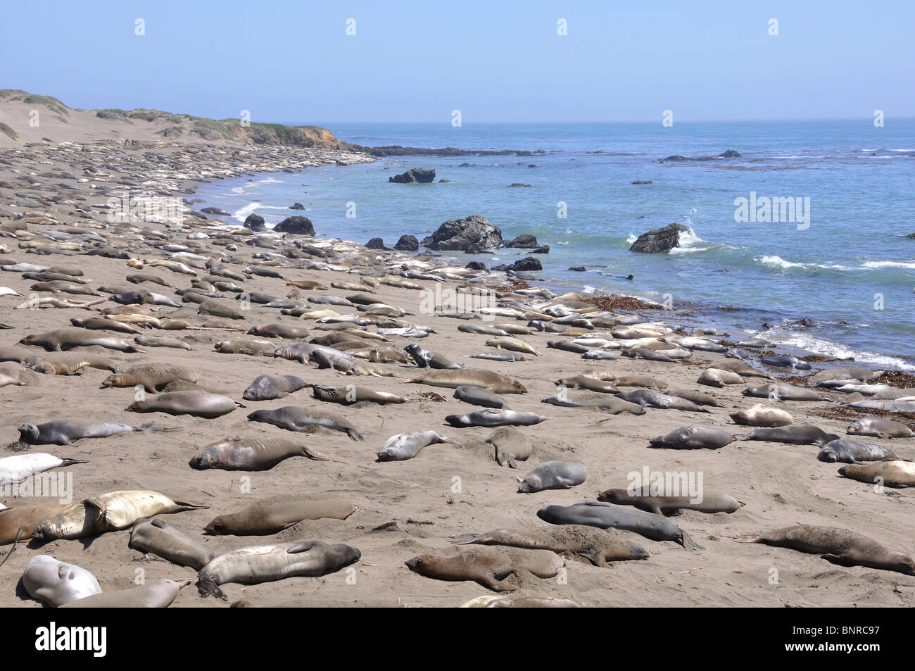 Elephant seals colony during molting period, Piedras Blancas beach ...