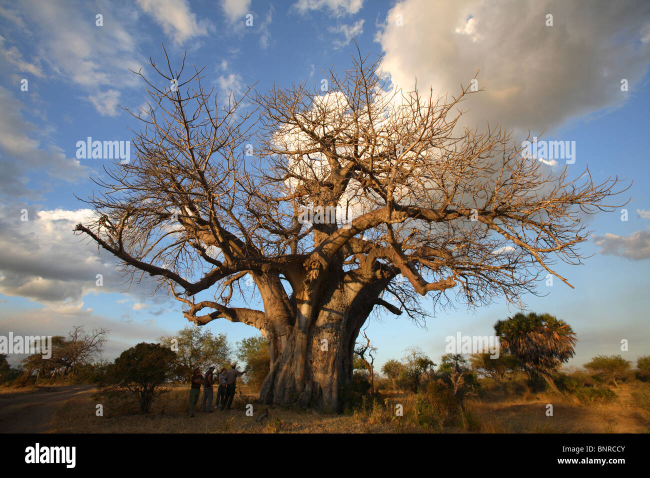 Tourists under a giant Baobab tree (Adansonia digitata), Selous Game Reserve, Tanzania Stock Photo