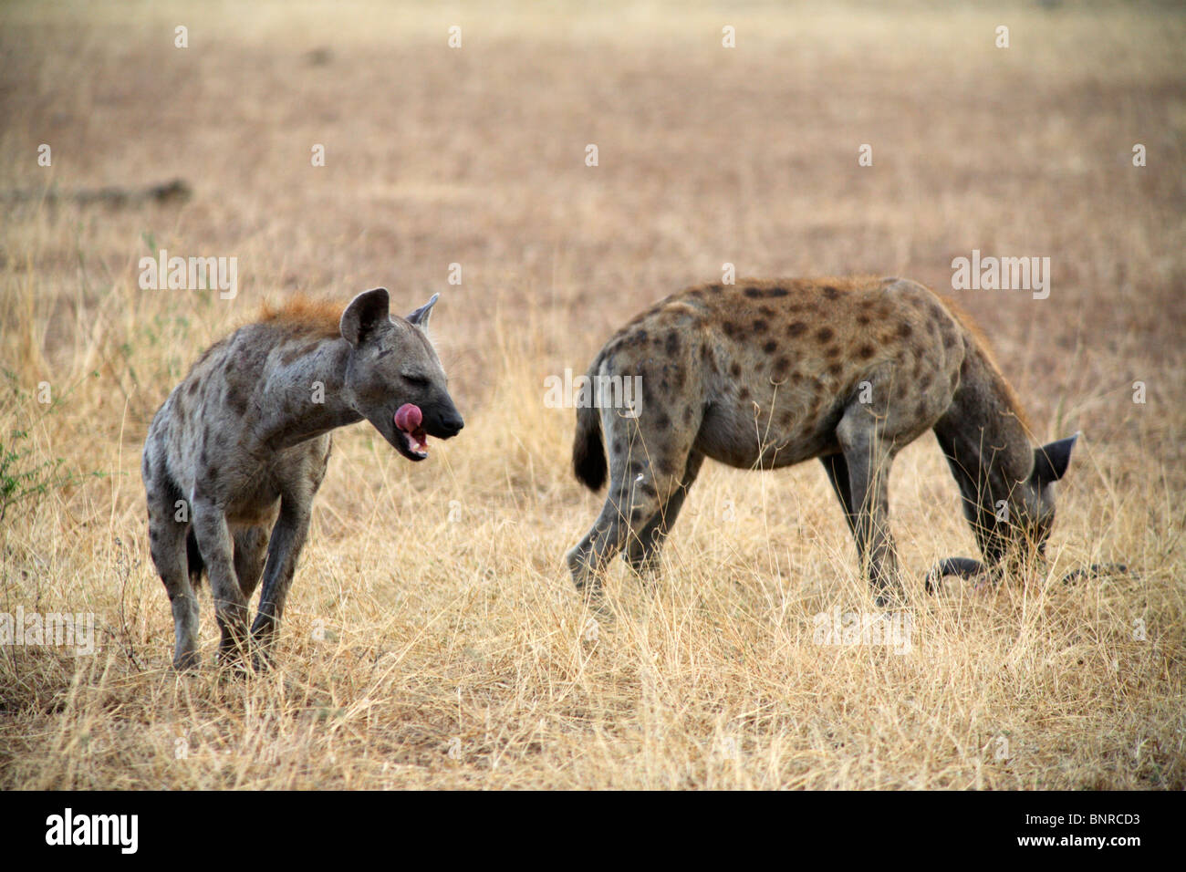 Spotted Hyenas (Crocuta crocuta), Selous National Park, Tanzania Stock Photo
