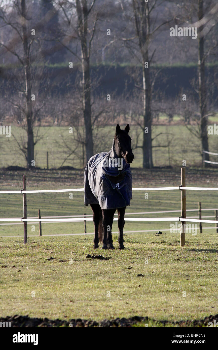 Black Horse in winter Jacket Stock Photo - Alamy