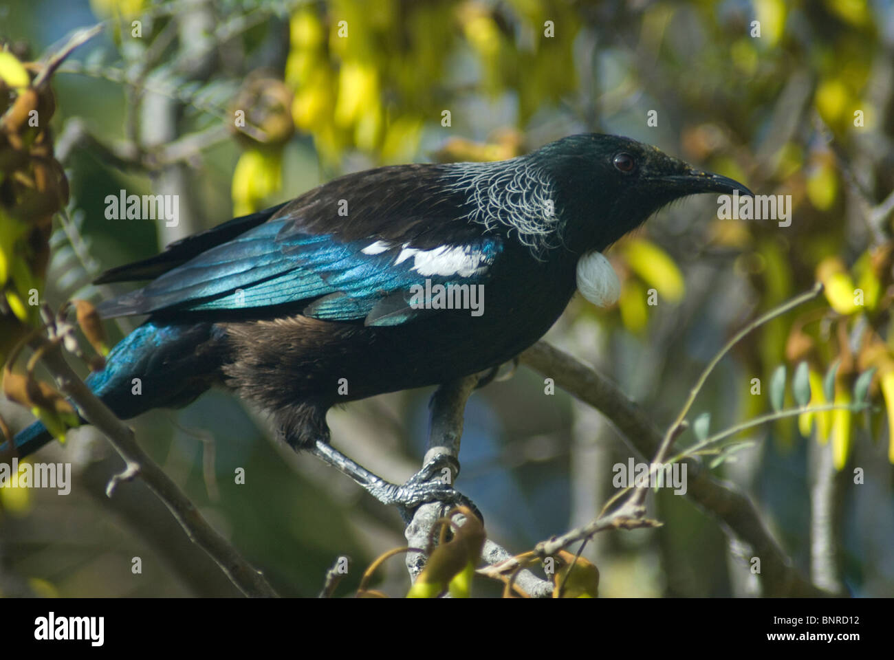 Tui bird in Kowhai Tree, Plimmerton, Porirua, Wellington, North Island, New Zealand Stock Photo