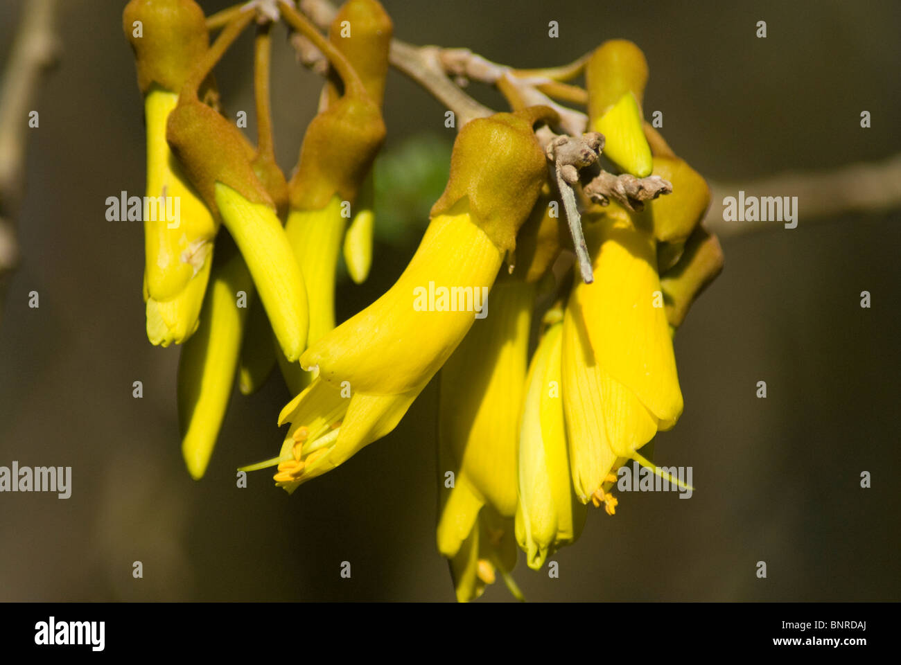 Kowhai tree flowers, Plimmerton, Porirua, Wellington, North Island, New