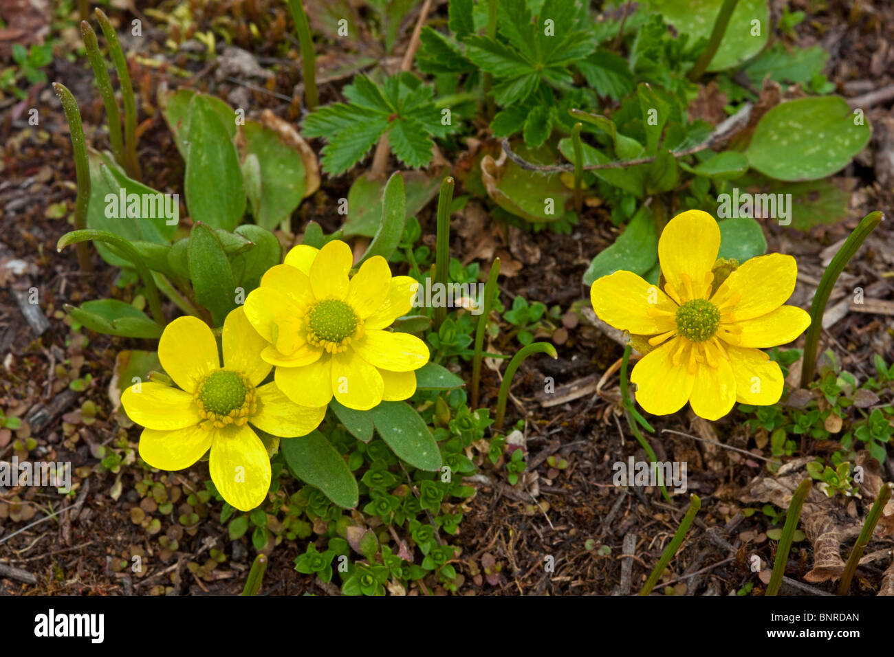 Sagebrush buttercup hires stock photography and images Alamy
