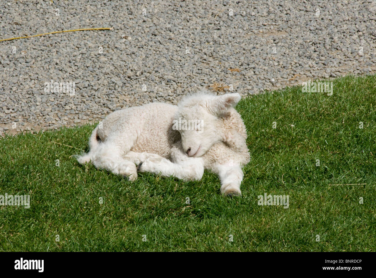 Lamb sleeping on grass, Kapiti, Wellington, North Island, New Zealand Stock Photo