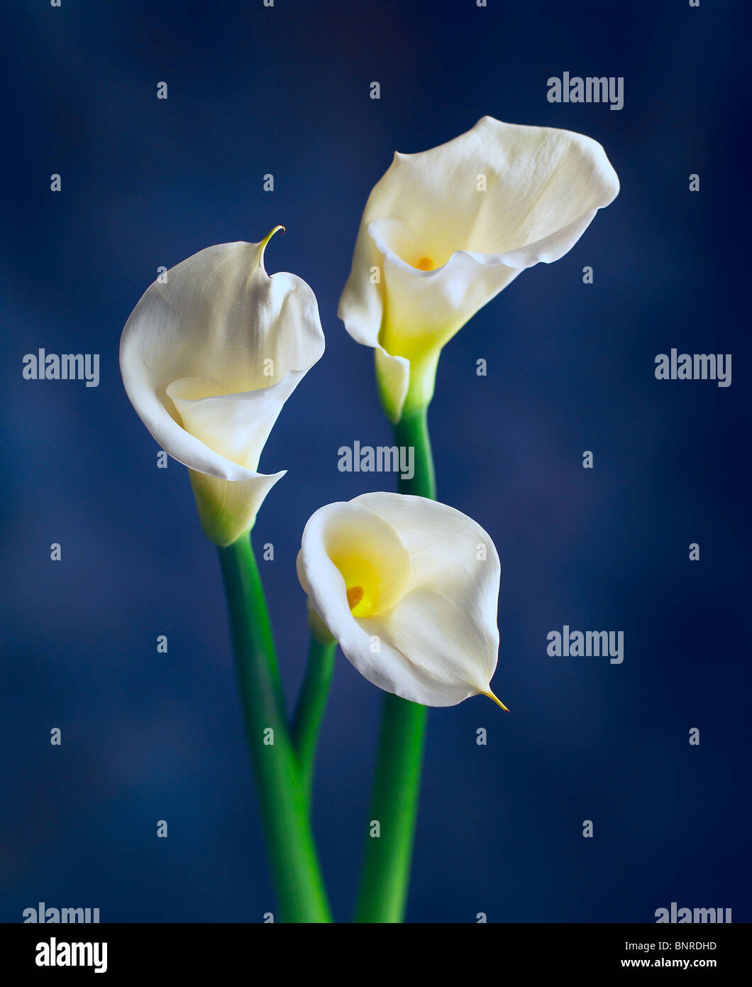 Bouquet of calla lilies Stock Photo - Alamy