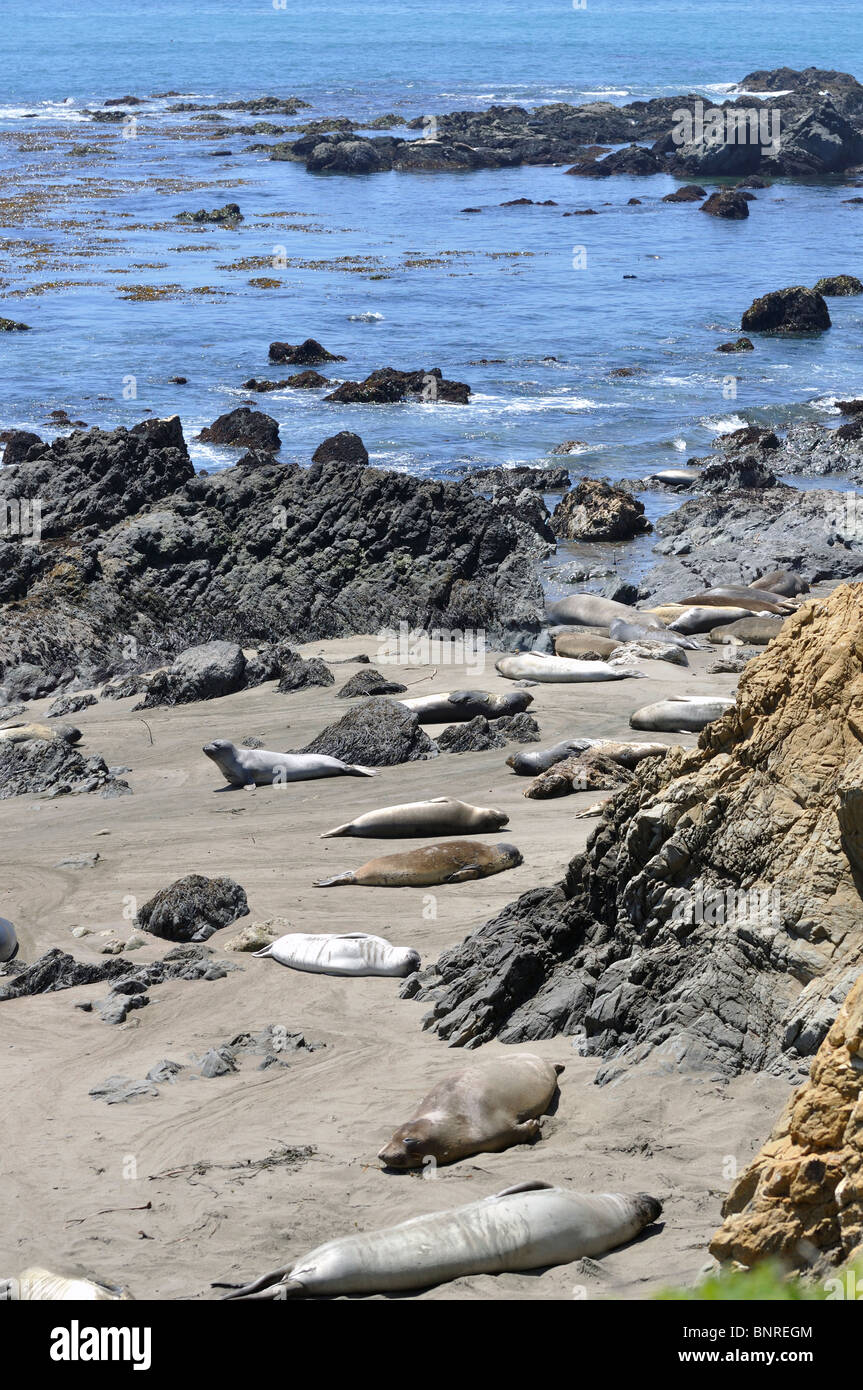 Elephant seals colony during molting period, Piedras Blancas beach ...