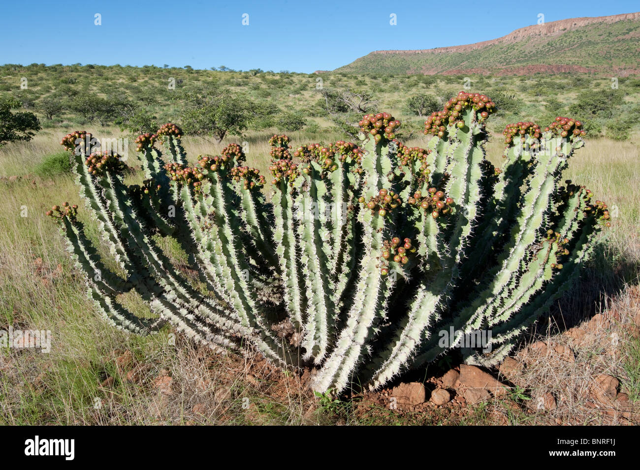 Euphorbia virosa bearing fruits Palmwag Namibia Stock Photo