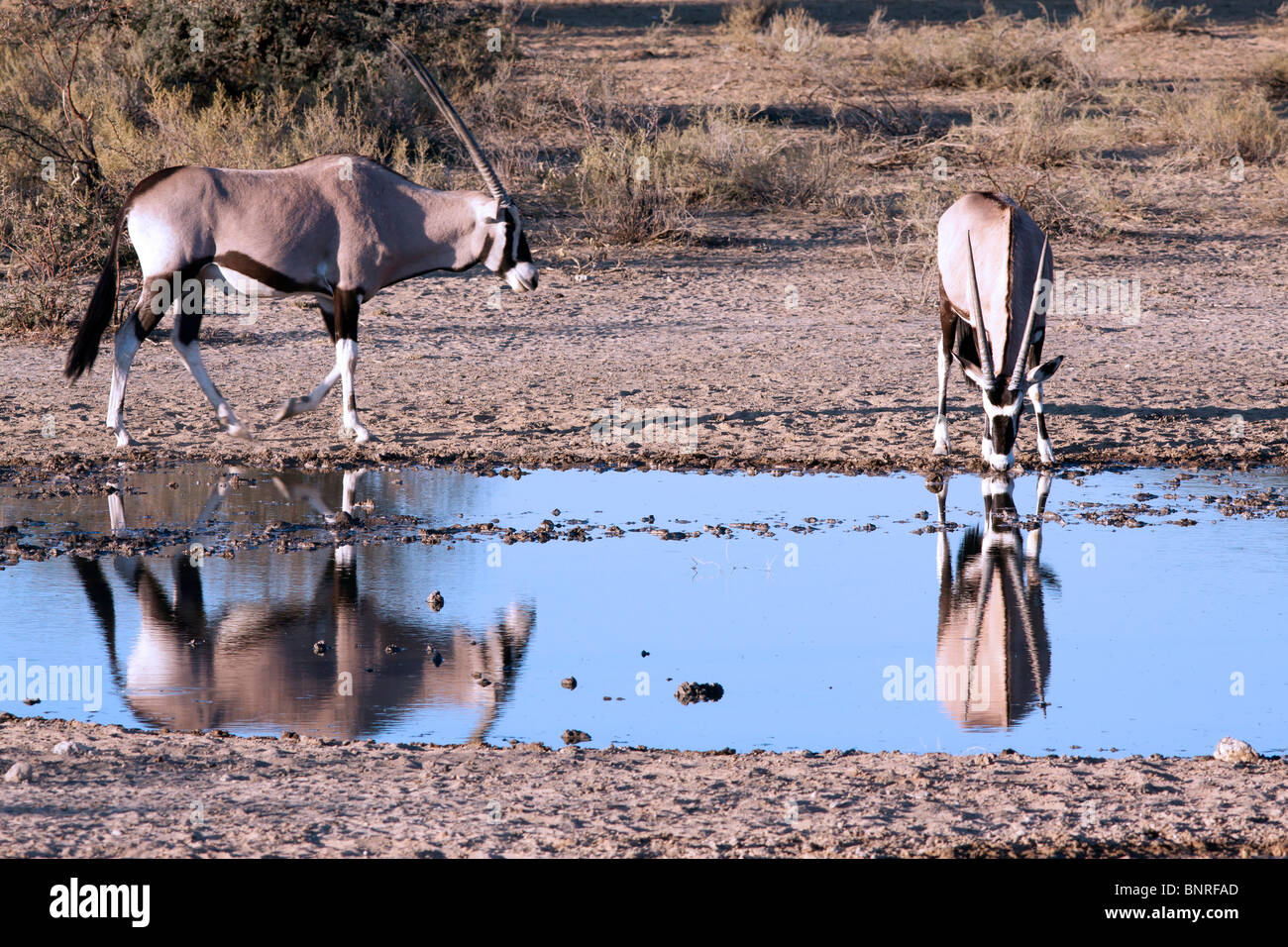 Africa waterhole hi-res stock photography and images - Alamy