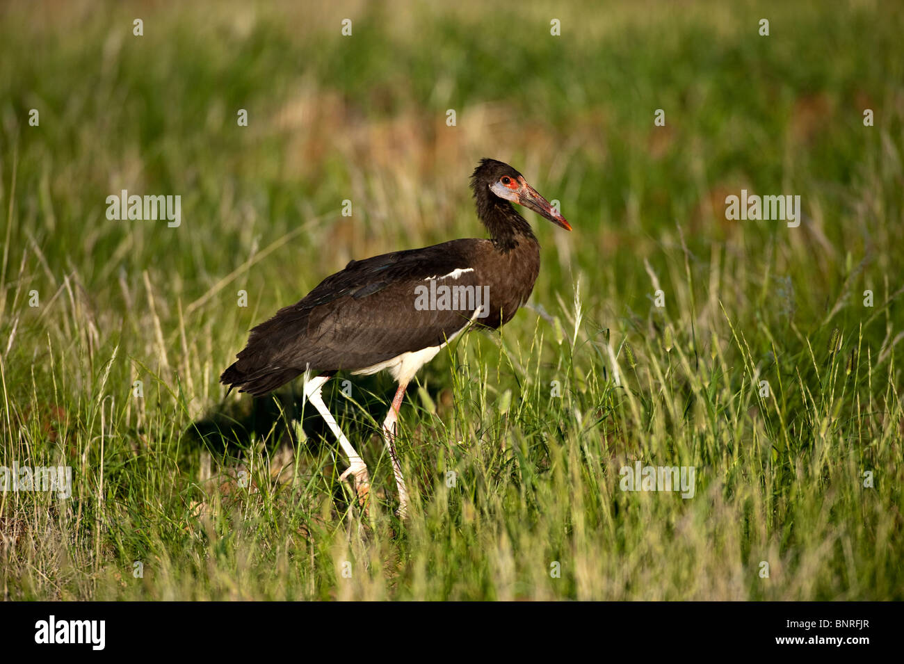 Black Stork Ciconia nigra at Palmwag Namibia Stock Photo