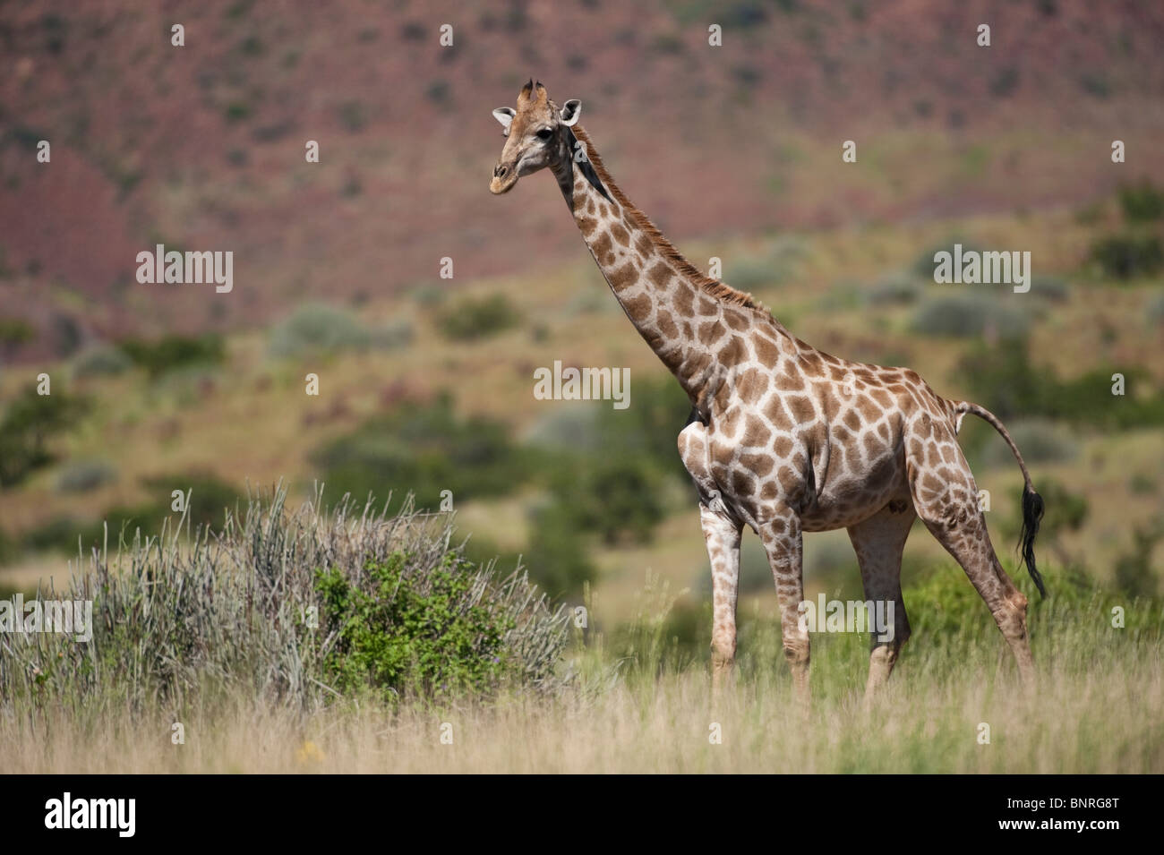 Angolan giraffe Giraffa camelopardalis angolensis in Palmwag Namibia Stock Photo